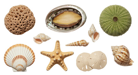 Isolated Assorted Sea Shells