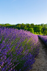 Lavendelfeld Lavendel