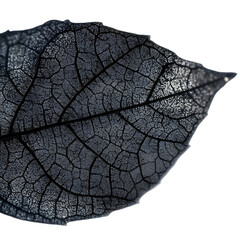Fototapeta premium Extreme Macro of the Surface of a Black Leaf Isolated on Transparent background.