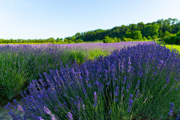 Lavendelfeld Lavendel