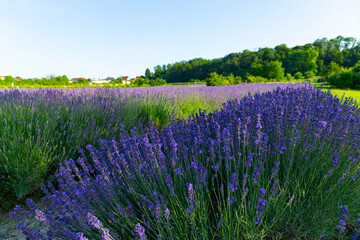 Lavendelfeld Lavendel