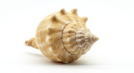 Unique Spiral Seashell on White Background