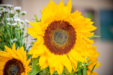 Sunflower closeup with blurred background