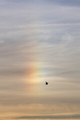 A single sea bird flying with wings spread below a golden pastel sky with iridescent clouds.
