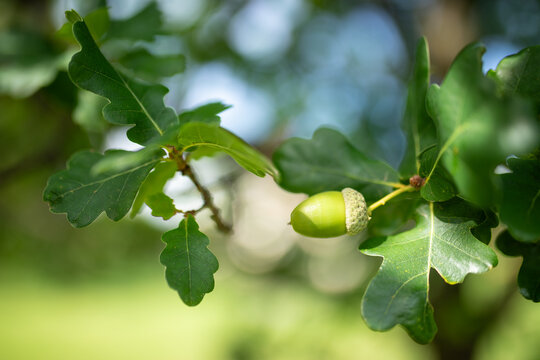 Acorns growing on oak tree in cottage garden