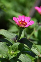 A multi colored treasure flower is growing and blooming outdoor in sunny summer day.