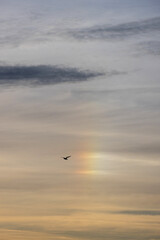 Naklejka premium A single sea bird flying with wings spread below a golden sky with iridescent clouds.