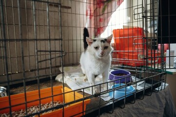 Tired sick cat is in the animal shelter, conception of healing, care