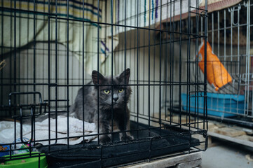 Cat in the cage of animal shelter indoors, conception of care