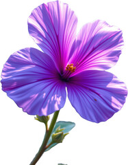 create a captivating digital painting of a single purple flower, bathed in intricate details and soft, vibrant colors, the flower should be the focal point