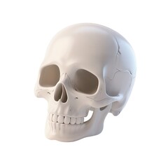 Obraz premium Human Skull: A detailed, realistic rendering of a human skull, showcasing anatomical precision, and serving as a symbol of mortality and the human body.