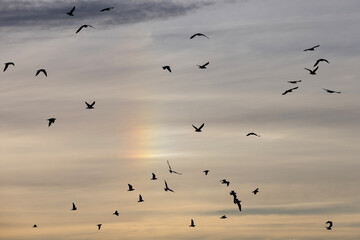 A large flock of gulls flying together below a cloudy golden iridescent rainbow coloured sky.