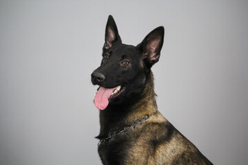 Happy Belgian Malinois dog looking sideways with tongue out. Portrait in studio on gray background....