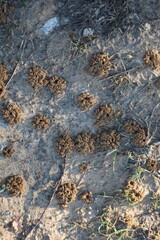 Anthills