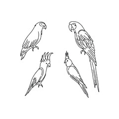 Line art parrot illustration