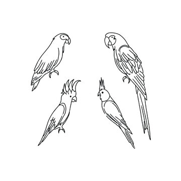 Line art parrot illustration