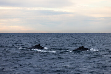 Large humpback whales swimming north on their way up the coast during migration. Captured in slow...