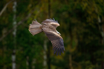 Kite in flight. Black kite, Milvus migrans, flying with widely spread wings. Hunting bird of prey....