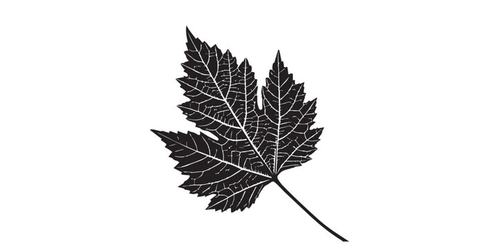 Detailed vein structure of a grape leaf in stark black and white silhouette