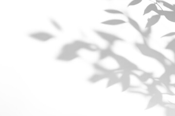shadow overlay effects of realistic abstract natural tree leaves shadow on wall background,Summer...