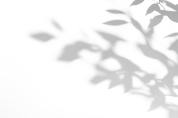 shadow overlay effects of realistic abstract natural tree leaves shadow on wall background,Summer sunlight and shadow overlay effect,shadow for photo interior backdrop studio mockup