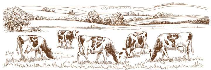 Cows grazing in field, rural farm landscape sketch, farm, nature, countryside, livestock, field, pasture, grazing, farm animal