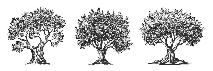 Three olive trees drawing illustration in black and white, nature design, vintage style