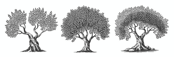 Olive trees, woodcut illustration, nature, branches, leaves, old, plant, tree, trunk, sketch