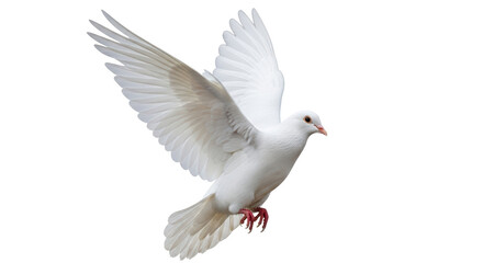Isolated Dove Flying