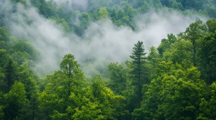 View of a foggy forest with thick trees and misty air