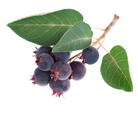 Serviceberry with green leaves isolated on white background. Saskatoon, amelanchier, shadbush,...