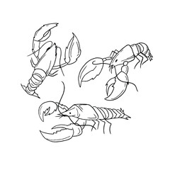 Three Lobster Drawings