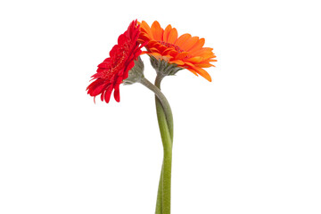 Two gerbera flowers are intertwined with each other.