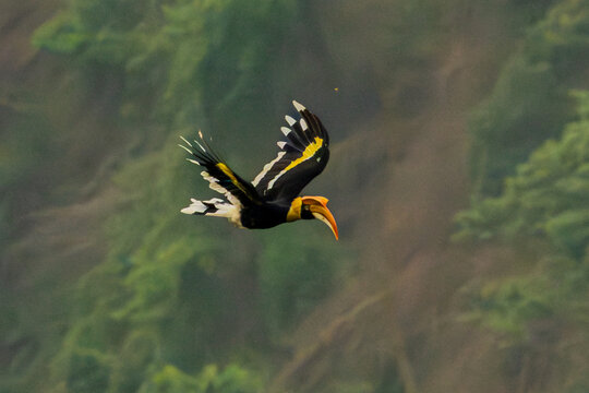 Great Hornbill (Buceros bicornis).The great hornbill flying in jungle khao yai national forest park, Thailand.Hornbill flying surrounded by green trees background.Bird wildlife in the natue.