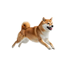 Energetic Shiba Inu dog jumping joyfully, isolated on transparent background—ideal for pet ads, canine portraits, design elements, animal-themed content, and digital creativity.