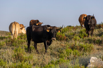 A herd of cows are grazing on a grassy hill. The cows are of different colors, including brown and...