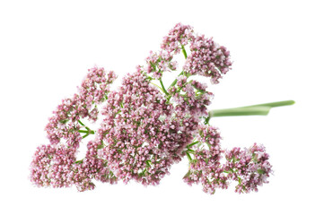 Valerian flowers isolated on white background. Valeriana officinalis. Medicinal herbs.