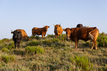 A herd of cows are grazing on a grassy hill. The cows are of different colors, including brown and...