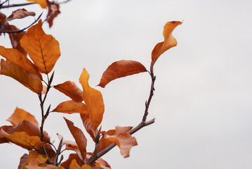 A vibrant beech hedge in autumn, its leaves glowing with warm orange and golden hues. The dense...