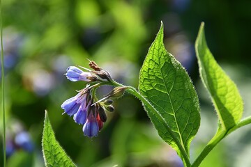 A common comfrey are growing in nature in sunny summer day.