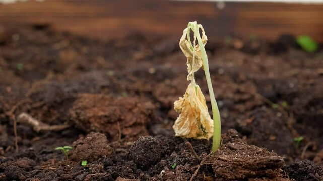 Dying cucumber seedling. Yellow wilted sprouts branch. Rotten. Crop failure. Disease of agricultural plants. Spotted yellowed diseased leaf. Leaves Infection. Sunburn. Vegetables Cultivation problems
