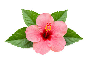 Beautiful pink hibiscus flower with green leaves Isolated on transparent background