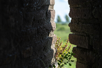 Natures Resilience Triumphing Over Ruins and Desolation in a Beautiful and Vibrant Landscape