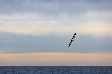 An albatross sea bird soaring gracefully above the ocean. Captured below a pastel sunset on the South East Coast of Australia.