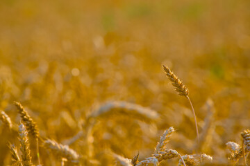 ripe ear of wheat captured during the golden hour, bathed in soft, warm sunlight	
