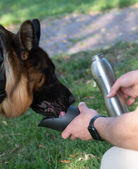 A Dog Happily Drinking Water from a Portable Bottle Enjoying a Refreshing Hydration Moment Outdoors