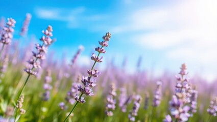Fototapeta premium Floral field with lavender blossoms and blue sky creating a peaceful and serene atmosphere in this botanical landscape, perfect for nature lovers and springtime enjoyment.