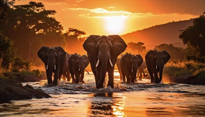 Elephant herd crossing a river at sunset, silhouettes against orange sky
