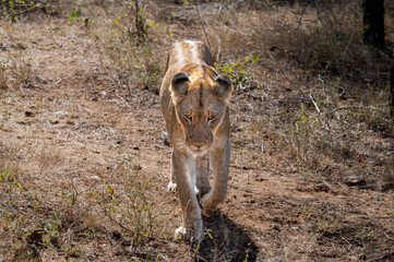 An elevated view of a lone female lioness walking through the dry winter bush towards the...