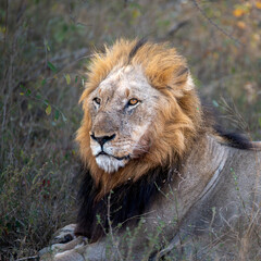 A mature male lion strikes an impressive figure with his golden mane reflecting the light from the...